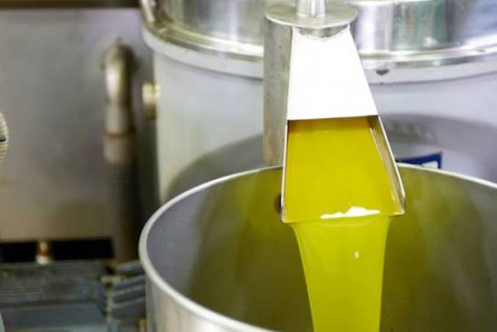 Fase di spremitura delle olive nel frantoio per ottenere olio extravergine di oliva