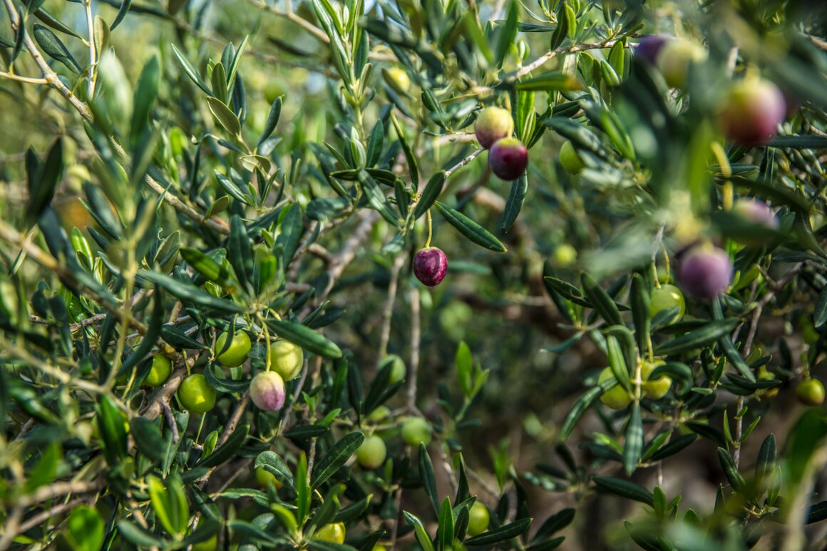 Raccolta di olive verdi e nere in cassette di legno